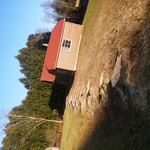 Spruce stumps