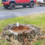 6ft diameter pine stump