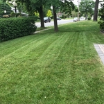 Lawn Cutting
