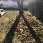 Fall Cleanup