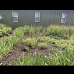 Cleaning up flower bed