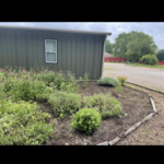 Cleaning up flower bed