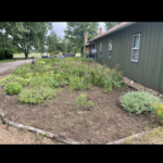 Cleaning up flower bed