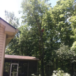 Tree work