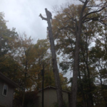 Tree work