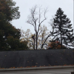 Tree work
