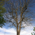 Tree work