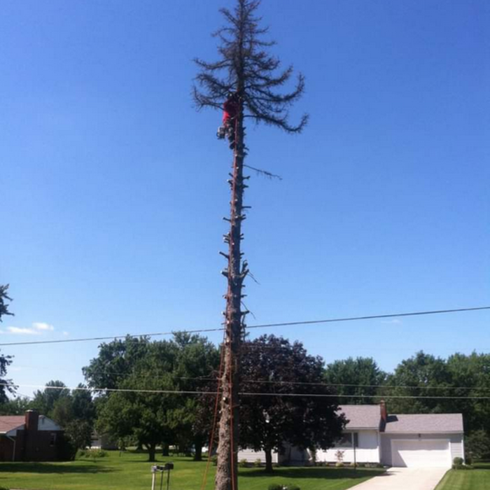 Tree work