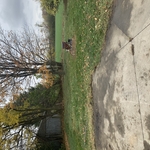 Fall cleanup
