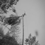 Tree work