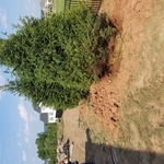 spruce