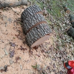 tree cutting