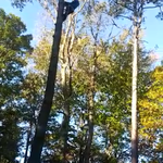Tree cutting