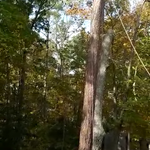 Tree cutting