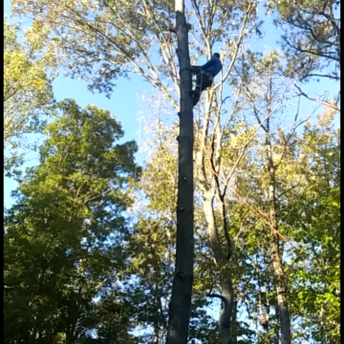 Tree cutting