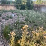 Before with weeds and dirt