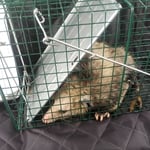 Opossum