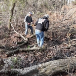 Tree Cutting Services