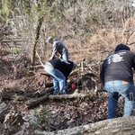 Tree Cutting Services