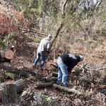 Tree Cutting Services
