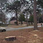Tree Removal