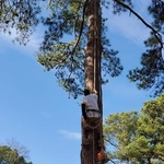 Tree Removal