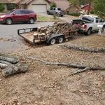 Tree Removal