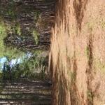 Property underbrush clear