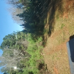 Property underbrush clear