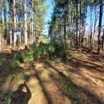 Property underbrush clear