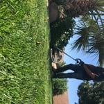 Trimming lawn in Washington
