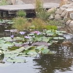 Pond
