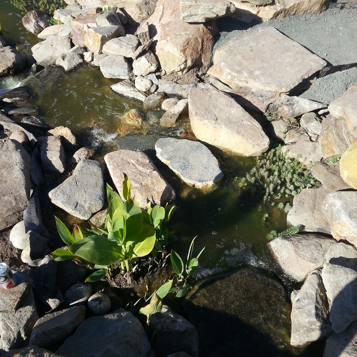Natural pond