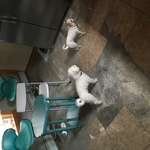 Residential kitchen floor demo, leveling and tile