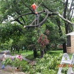 Tree removal