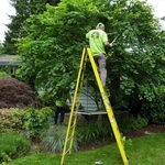 Tree trimming