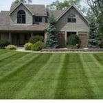 Mineola lawn