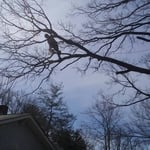 On a limb