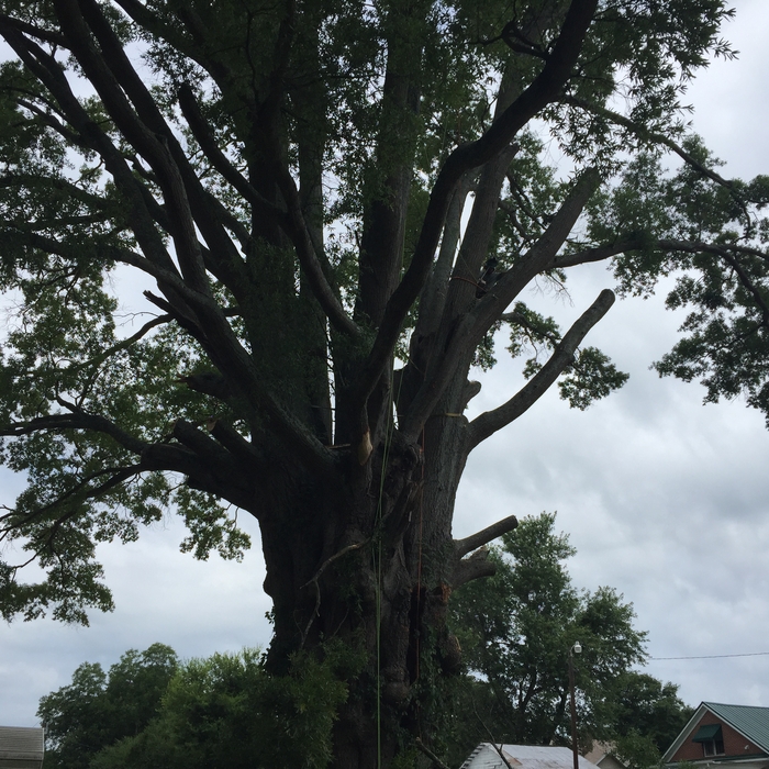 Monster oak