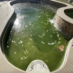 Algae treatment.