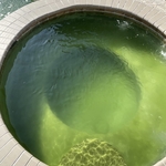 Algae treatment.