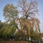 Massive Willow Removed