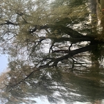 Another angle of the size of this willow tree