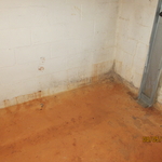 Black Mold