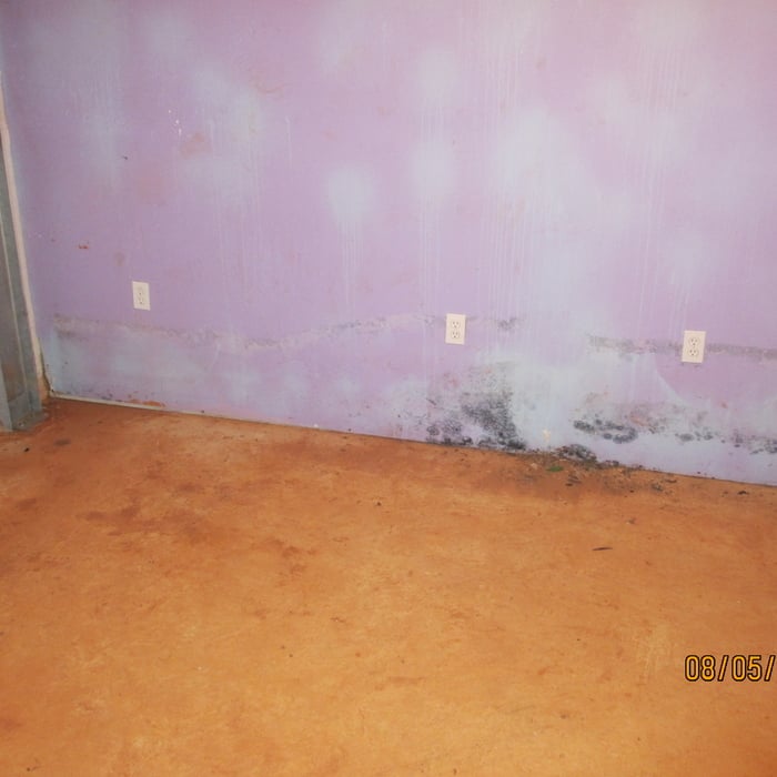 Black Mold