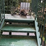 Raccoon