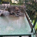Raccoon