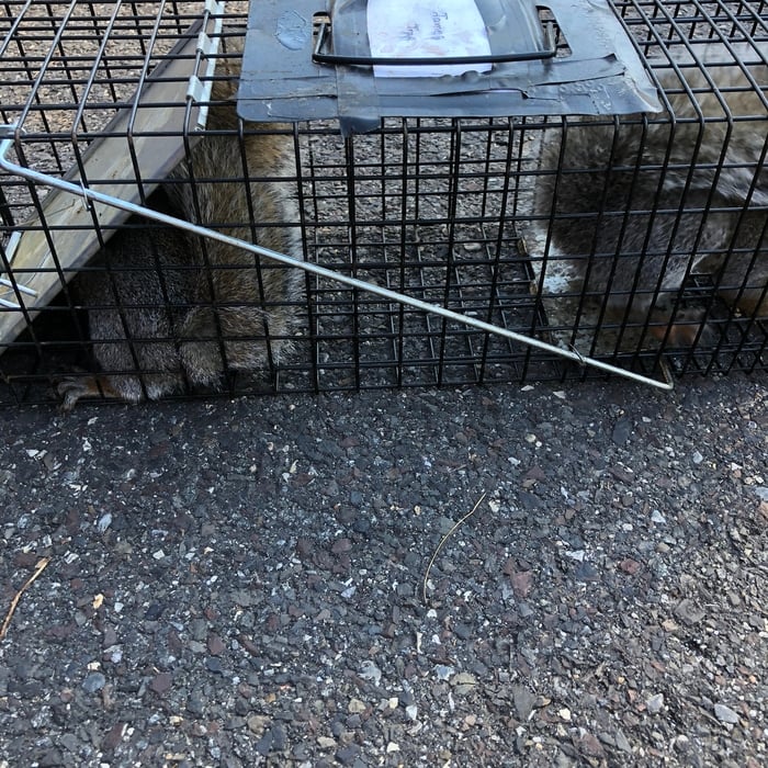 Squirrel