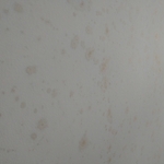 Surface growth on ceiling in vacant property