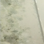 Mold
